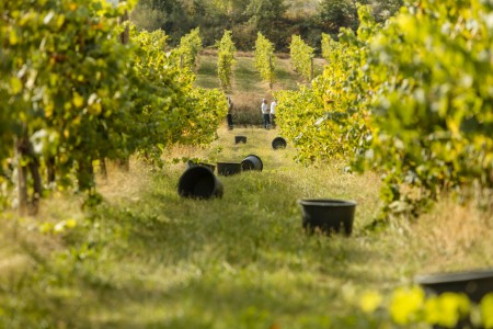 O Vinho Verde e a Teoria da Cor O Vinho Verde e a Teoria da Cor