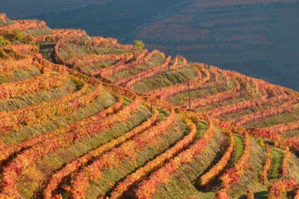 Douro - A Evoluo de um cone