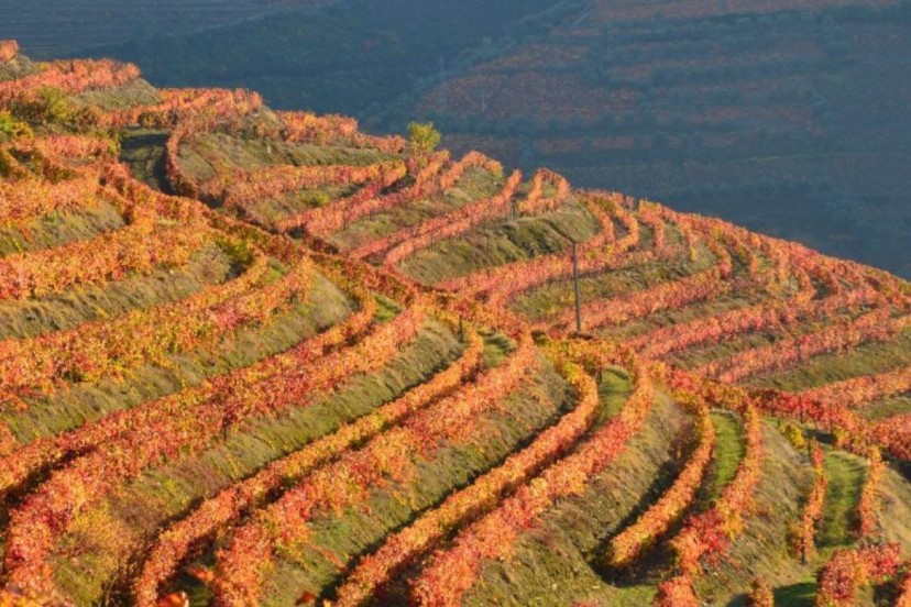 Douro - A Evoluo de um cone