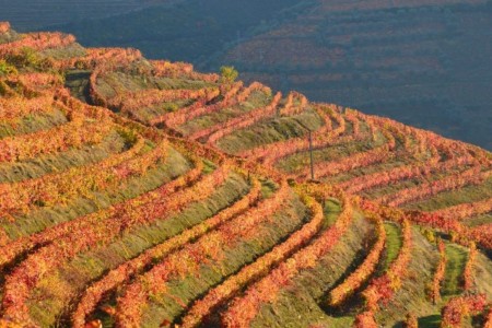 Douro - A Evolução de um Ícone Douro - A Evolução de um Ícone